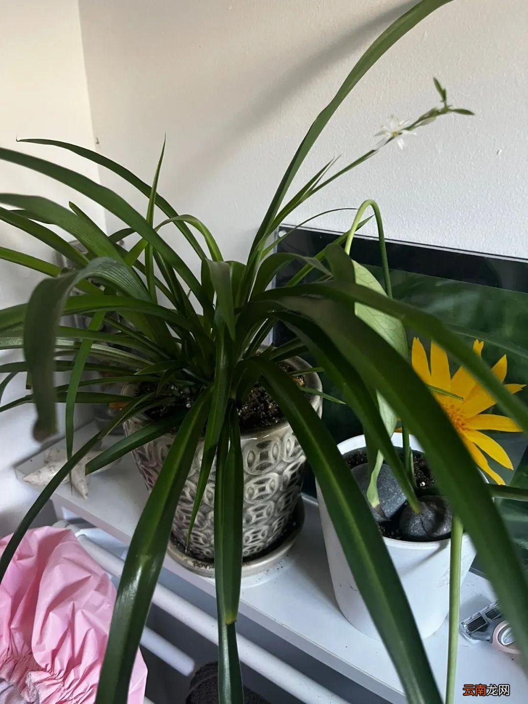 6种室内好养活的植物盆栽 什么绿植合适室内养不需要阳光