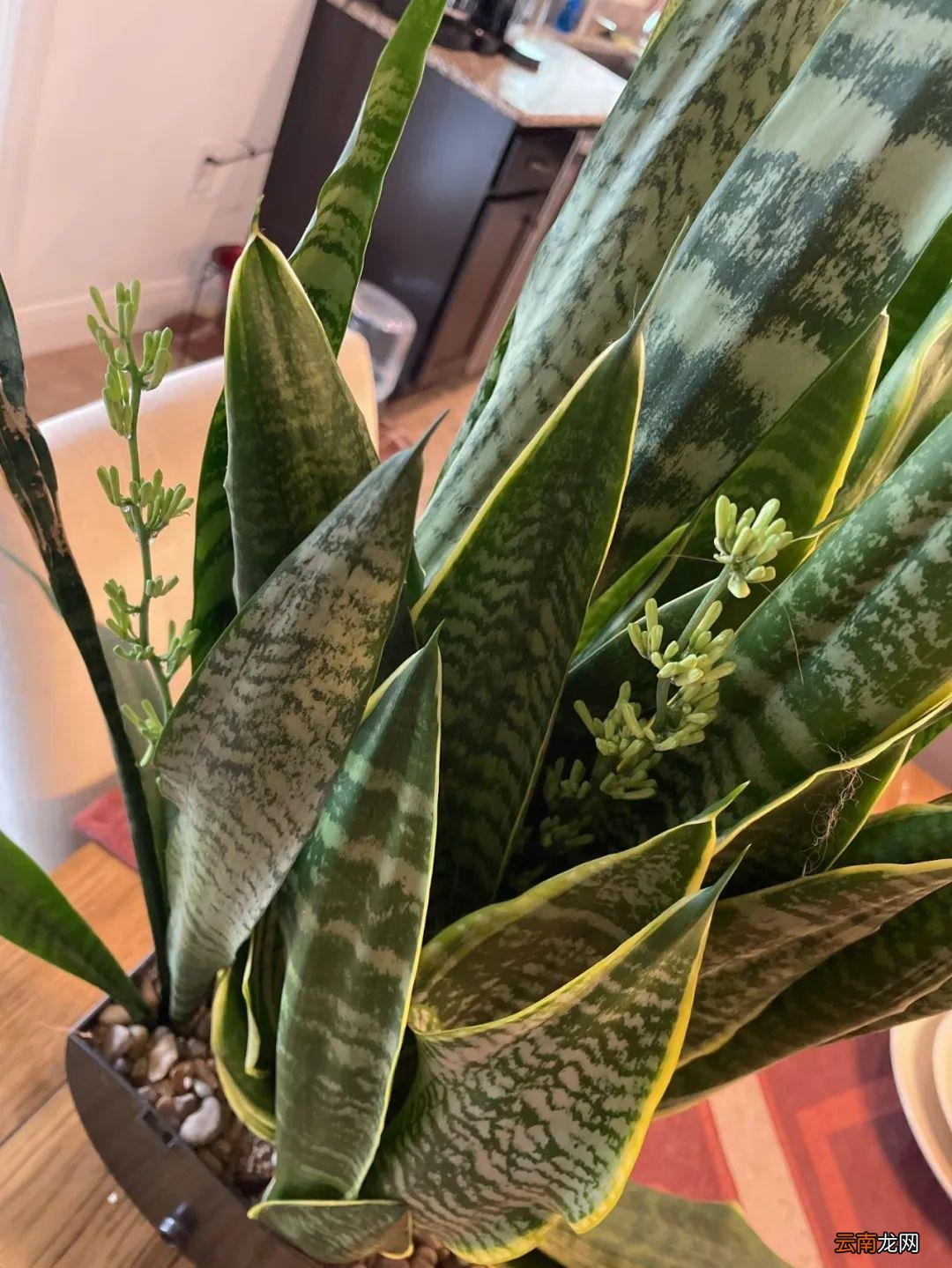 6种室内好养活的植物盆栽 什么绿植合适室内养不需要阳光