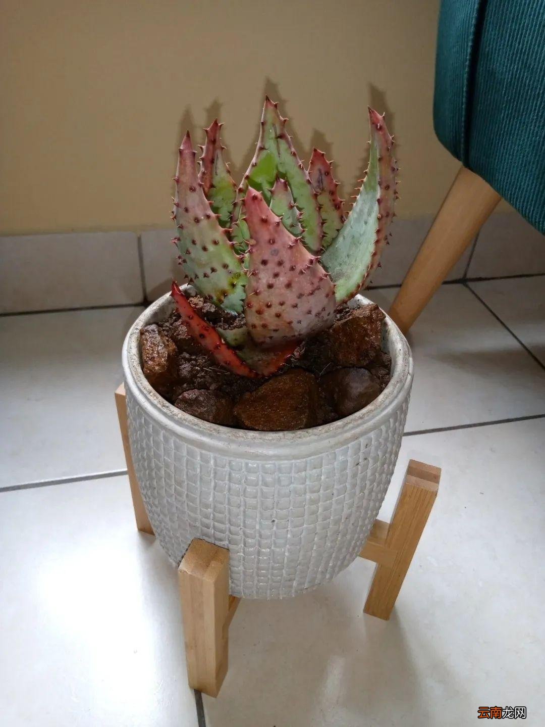 6种室内好养活的植物盆栽 什么绿植合适室内养不需要阳光
