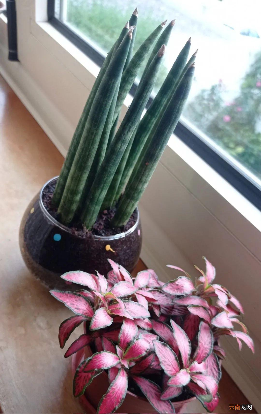 6种室内好养活的植物盆栽 什么绿植合适室内养不需要阳光