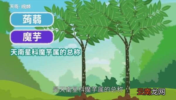 蒟蒻是什么 蒟蒻是什么味道