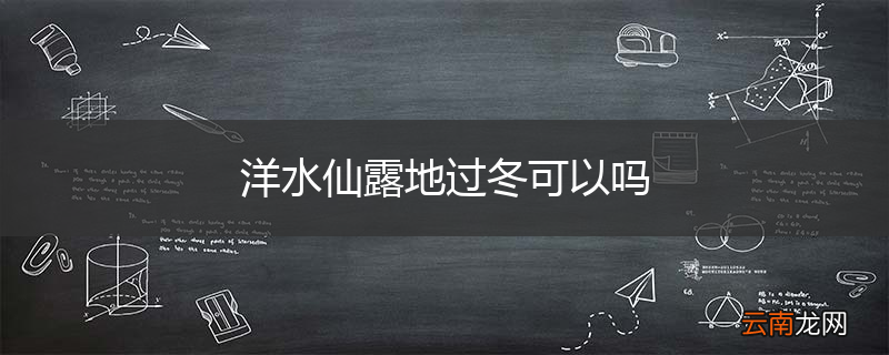 洋水仙露地过冬可以吗