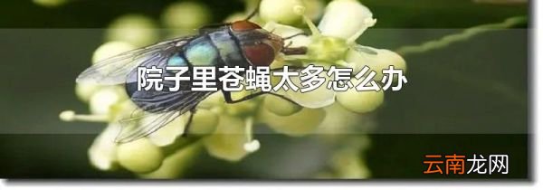院子里苍蝇太多怎么办