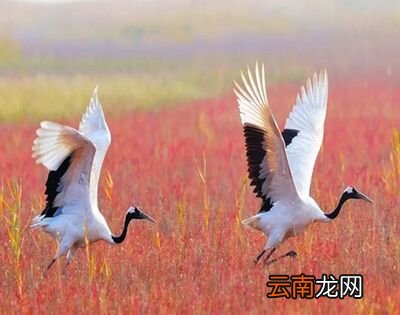 丹顶鹤的丹顶有毒吗？