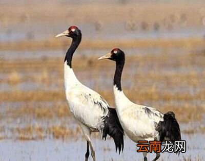 丹顶鹤的丹顶指的是什么？
