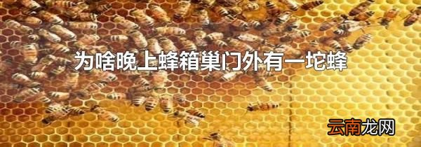 为啥晚上蜂箱巢门外有一坨蜂