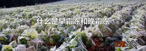 什么是早霜冻和晚霜冻