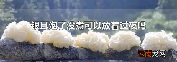 银耳泡了没煮可以放着过夜吗