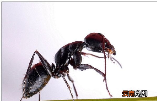 蚂蚁为什么是大力士？