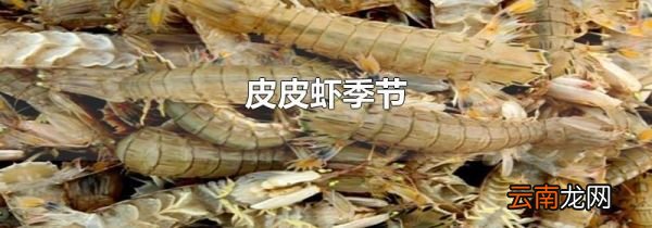 皮皮虾季节