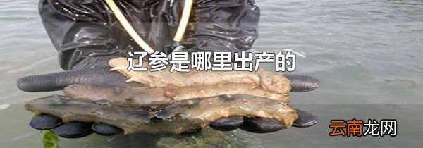 辽参是哪里出产的