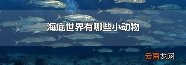 海底世界有哪些小动物