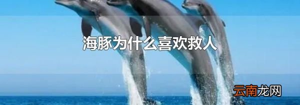 海豚为什么喜欢救人