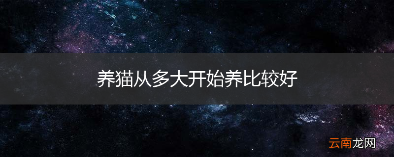 养猫从多大开始养比较好