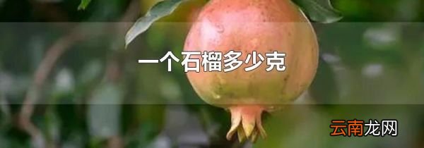 一个石榴多少克