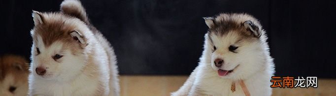 阿拉斯加犬多少钱一只？