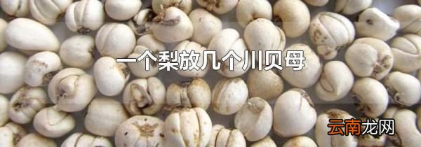 一个梨放几个川贝母