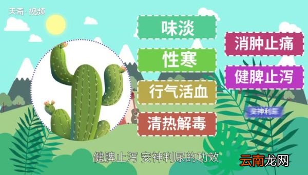 仙人掌的精神品质 仙人掌代表着什么品质和精神