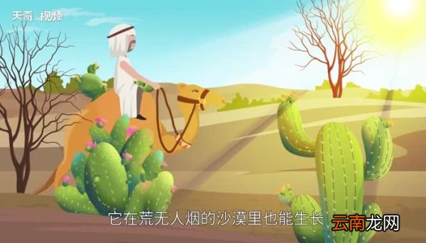 仙人掌的精神品质 仙人掌代表着什么品质和精神