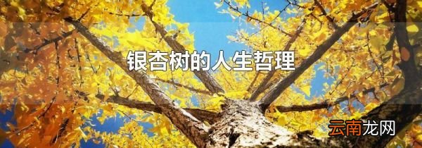 银杏树的人生哲理