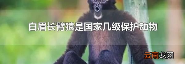 白眉长臂猿是国家几级保护动物