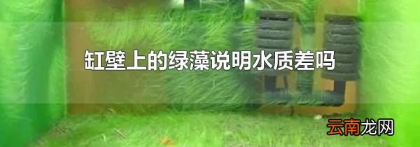 缸壁上的绿藻说明水质差吗