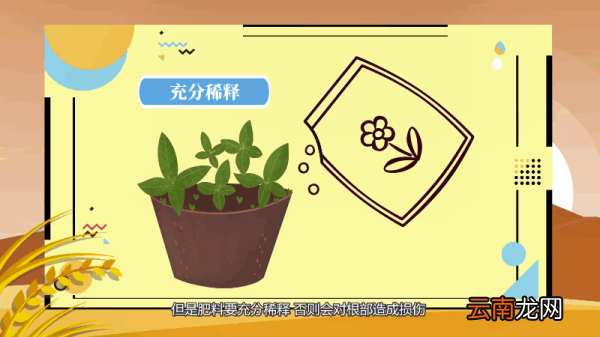 薄荷怎么养 薄荷如何养