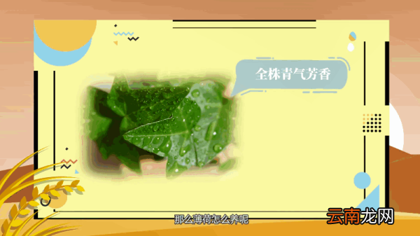 薄荷怎么养 薄荷如何养