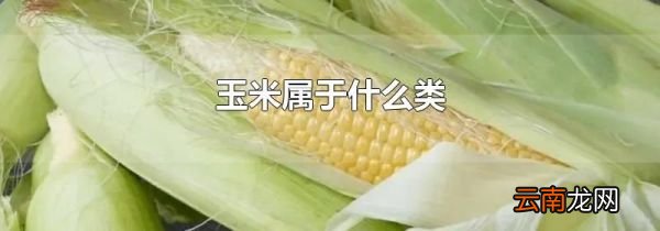 玉米属于什么类