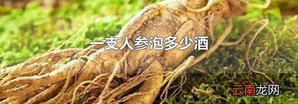一支人参泡多少酒