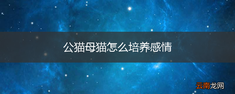 公猫母猫怎么培养感情