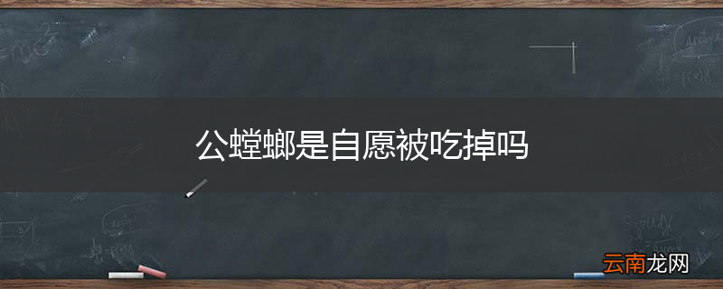 公螳螂是自愿被吃掉吗