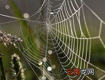 蜘蛛丝能用来做衣服吗？
