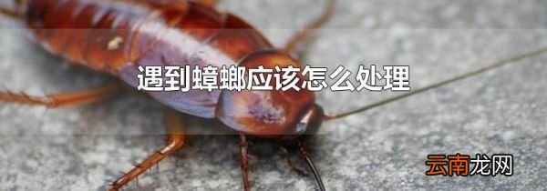 遇到蟑螂应该怎么处理