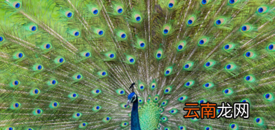 孔雀开屏是什么意思