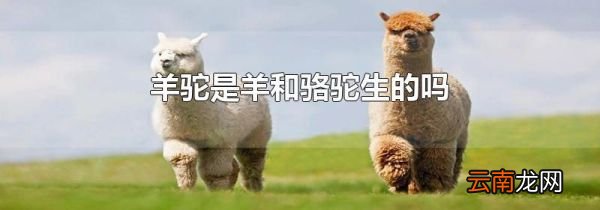 羊驼是羊和骆驼生的吗