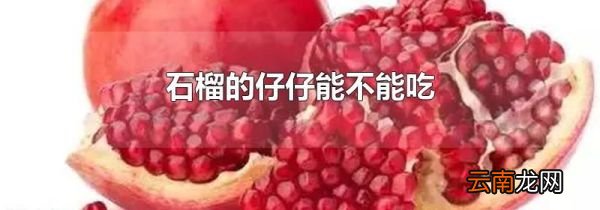 石榴的仔仔能不能吃