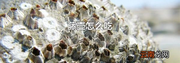 藤壶怎么吃