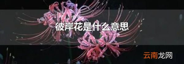 彼岸花是什么意思