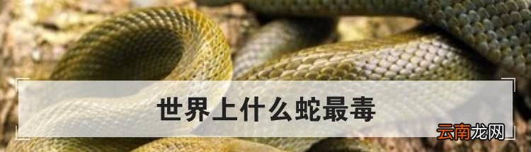 世界上什么蛇最毒