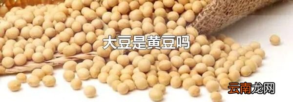 大豆是黄豆吗