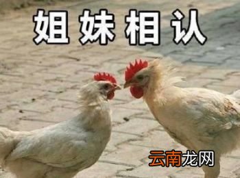 鸡笼警告什么意思？