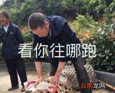 鸡笼警告什么意思？