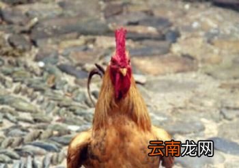 鸡笼警告什么意思？
