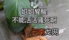 鸡笼警告什么意思？