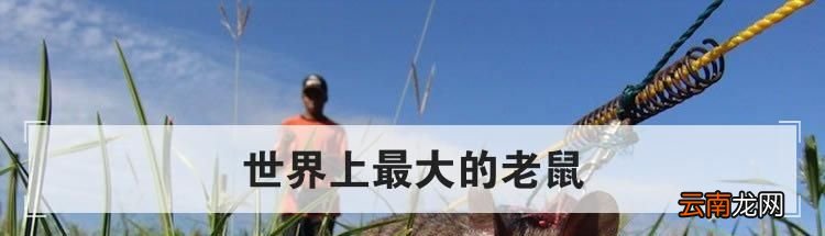 世界上最大的老鼠