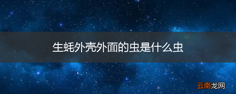 生蚝外壳外面的虫是什么虫