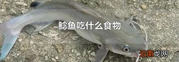 鲶鱼吃什么食物