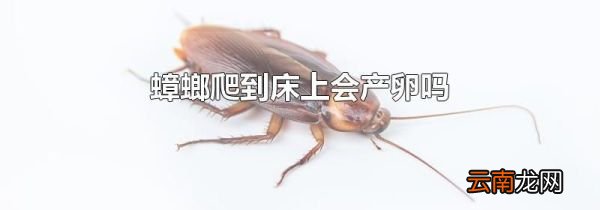 蟑螂爬到床上会产卵吗