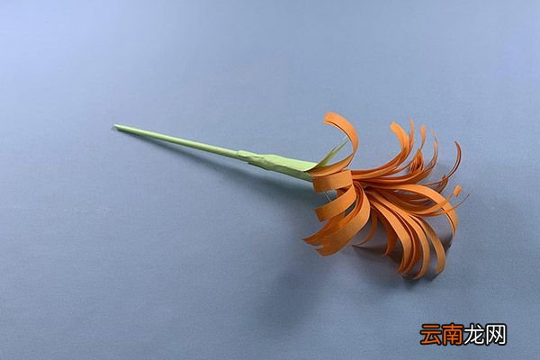 风信子的折法 风信子怎么折好看